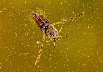 insect populations apocalypse decline terrestrial freshwater aquatic ecology